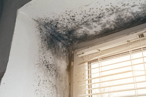 Affordable Commercial Mold Remediation solutions in Holtwood, PA